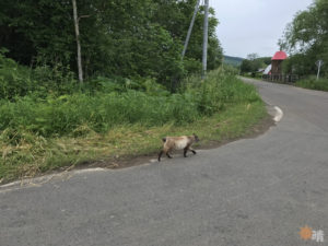 陸別町なつぞらロケ