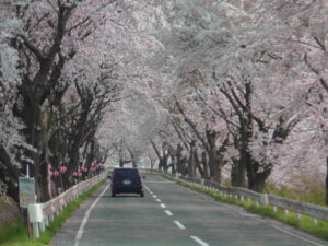 みなみかた千本桜